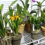 concimazione delle orchidee