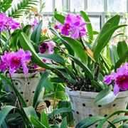 concimazione delle orchidee