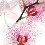 Concimazione delle orchidee