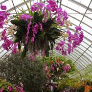 concimazione delle orchidee