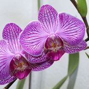 concimazione delle orchidee