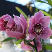 Cymbidium