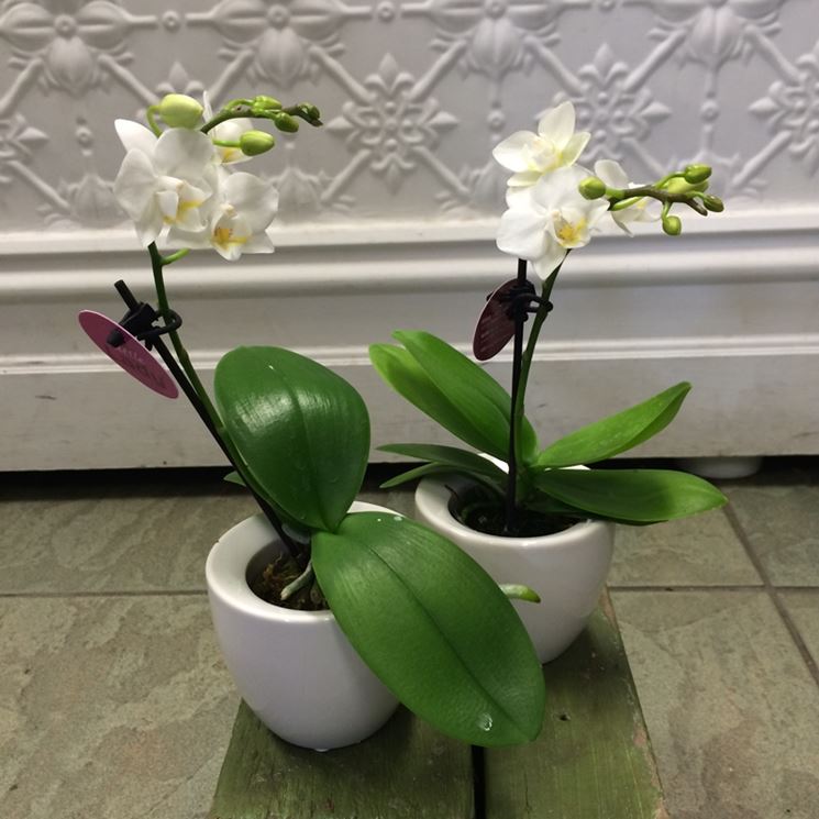 Orchidea Con Fiori Piccoli - The Cool Designs