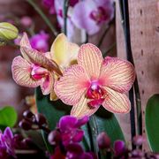 taglio delle orchidee