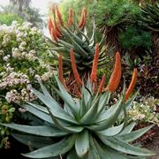 Aloe ferox