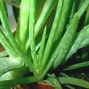 Aloe variegata
