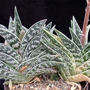 Aloe