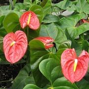 anthurium