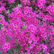 azalea