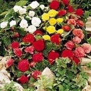 Begonia dedalea