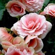 Begonia evansiana