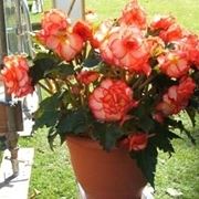 Begonia hiemalis o begonia semi tuberosa