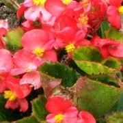 Begonia socotrana