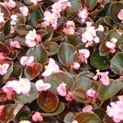 Begonia