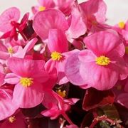 begonia