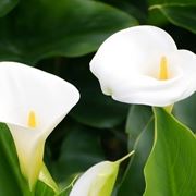 Calla