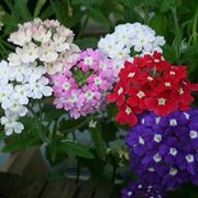 Coltivare la verbena
