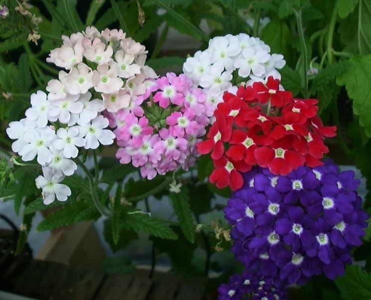 Coltivare la verbena