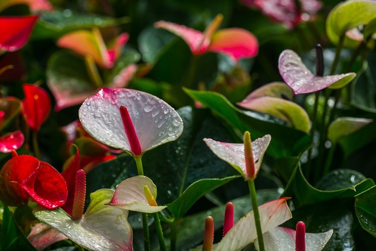 Coltivazione Dell Anthurium Piante Da Appartamento Coltivazione Dell Anthurium