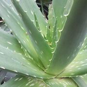 Domanda: Aloe Foglie piegate