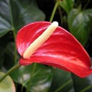 Domanda: Anthurium