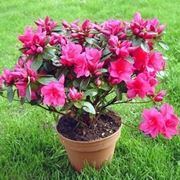 Domanda: Azalea sofferente