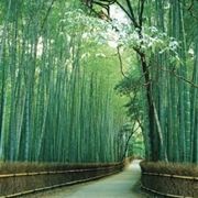 Domanda: Bambù