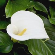 Domanda : Calla gialla