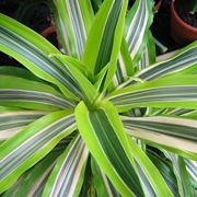 Domanda: Dracena che perde le foglie