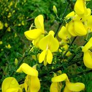 ginestra