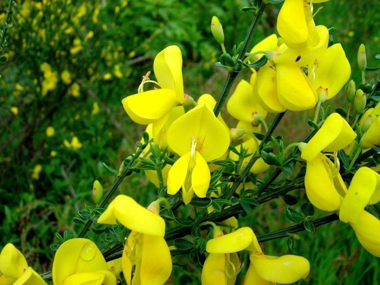 ginestra
