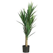 Domanda: le radici della yucca possono rovinare un muro di contenimento?