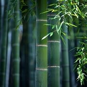 Domanda: riconoscere un bamb