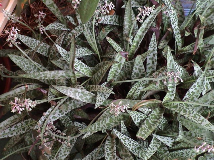 Domanda: Scilla violacea
