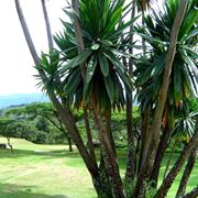 dracena