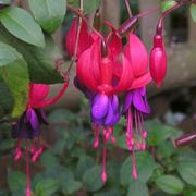 FUCSIA