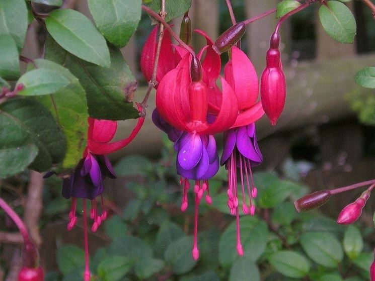 FUCSIA