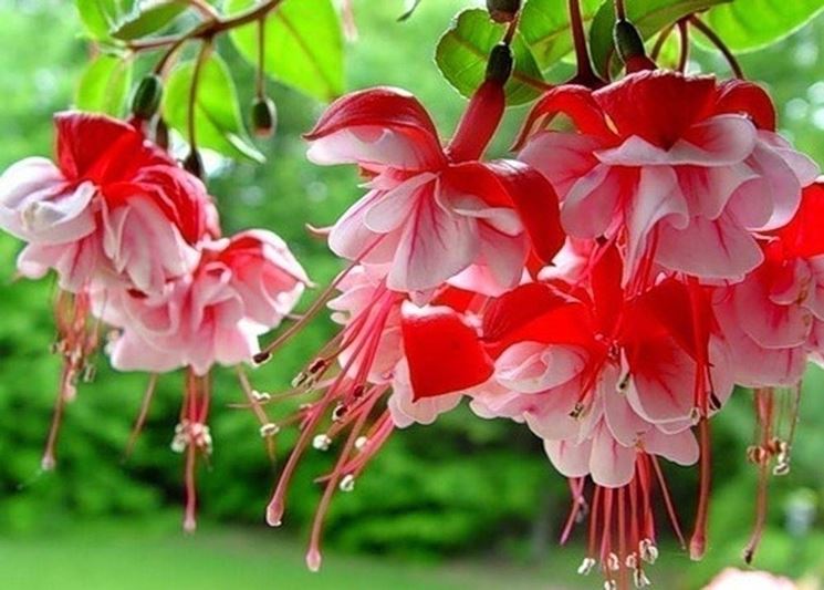 La fucsia e il suo incredibile successo