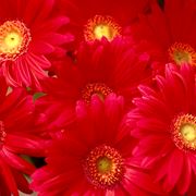 Gerbera rossa