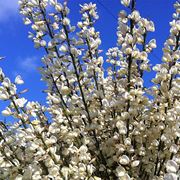 ginestra