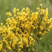 Ginestra