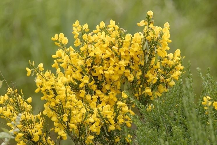 Ginestra