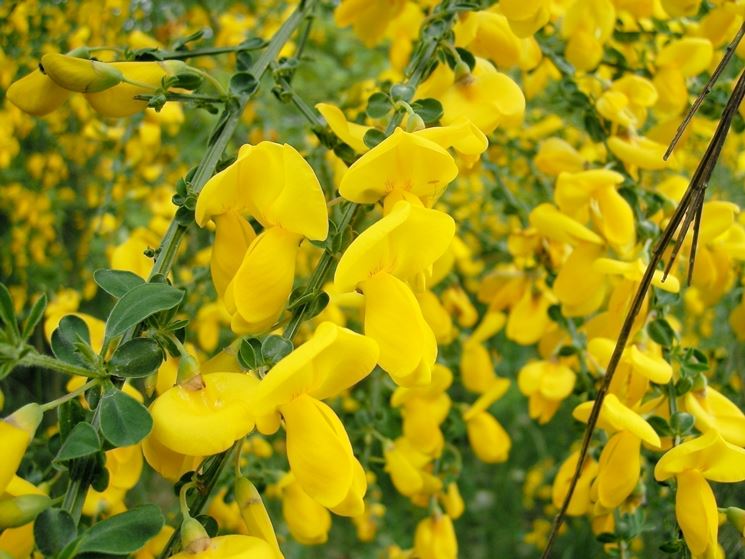 La ginestra in giardino
