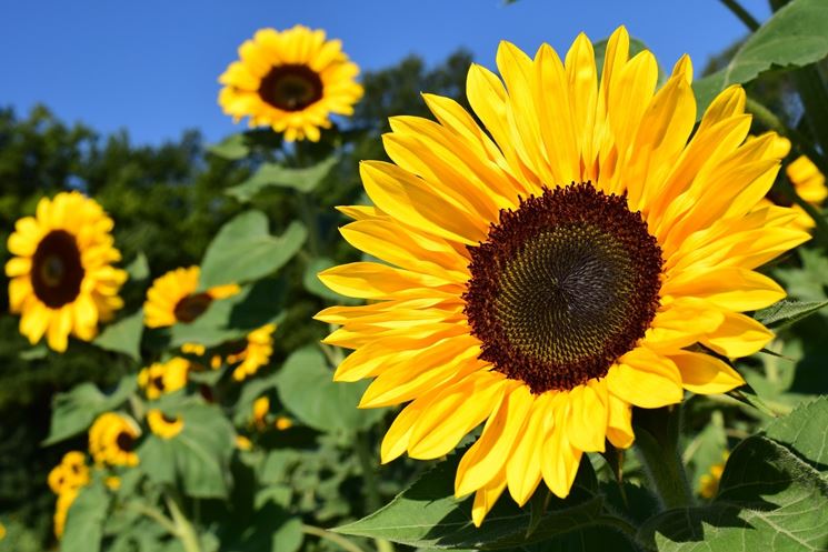 girasole