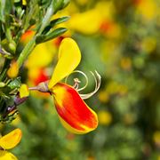 I fiori di ginestra: come sono fatti e dove crescono