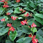 Il significato dell'anthurium