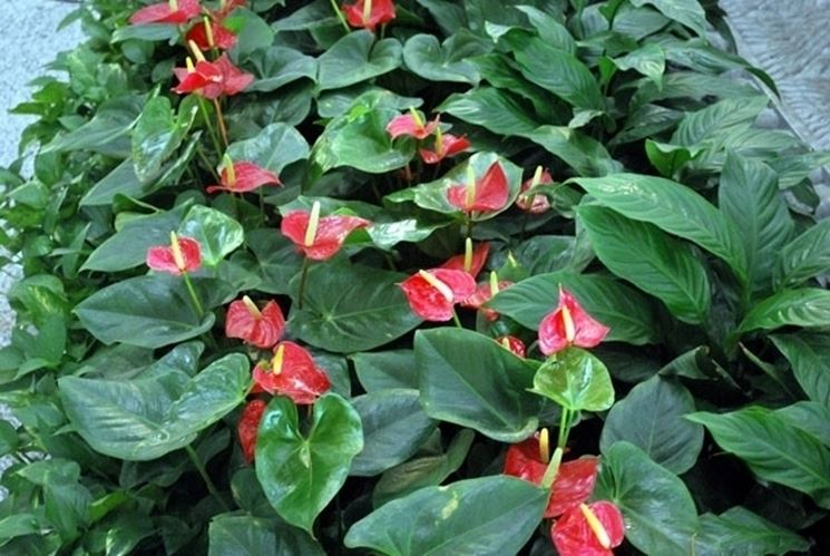 Il significato dell'anthurium