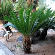 Irrigazione della cicasdsa