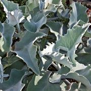 Kalanchoe beharensis