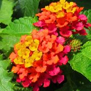 lantana